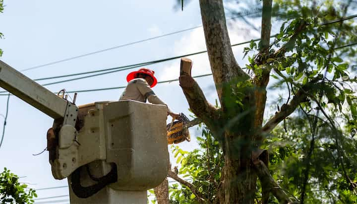 tree removal sarasota fl