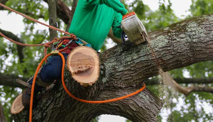 tree removal sarasota fl