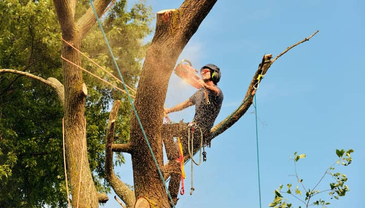 tree removal sarasota fl