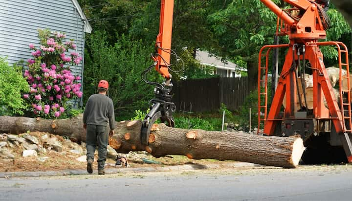 tree removal sarasota florida