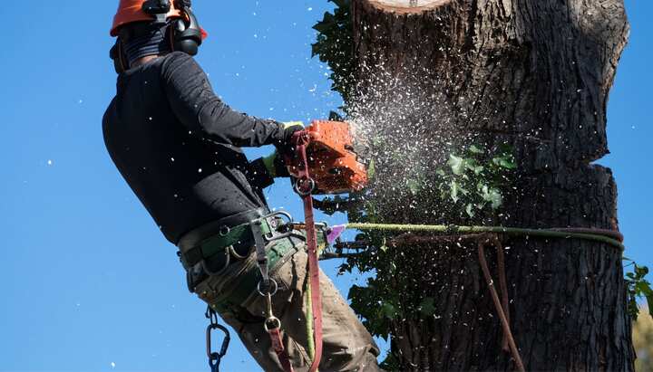 tree removal sarasota florida